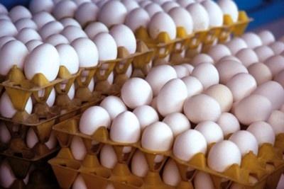 کاهش دوهزار تومانی قیمت مرغ