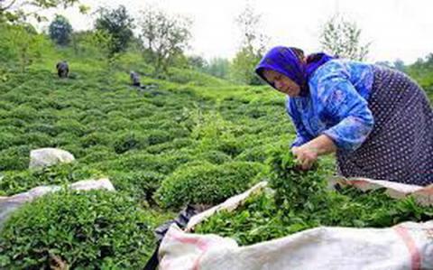 افزایش ۱۰ درصدی تولید چای