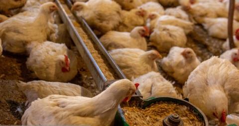 پیش‌بینی کاهش قیمت مرغ 